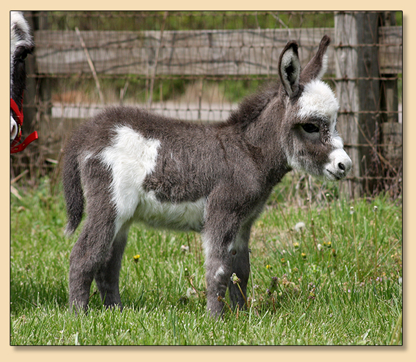 Dee's Little Miss Much, dark spotted miniature donkey jennet