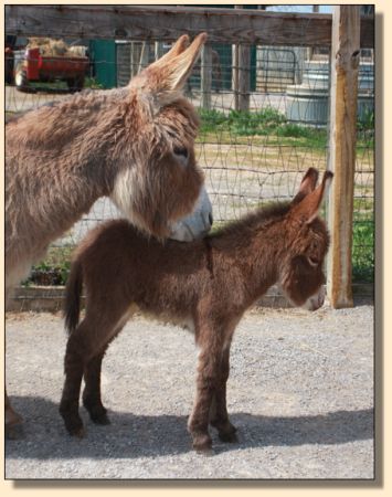 Glow and her 2009  jennet foal, Bumble Bee, aka Bumbles