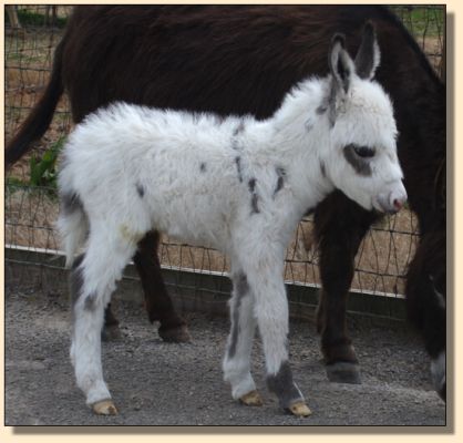 HHAA Levi, dark gray & white spotted jack