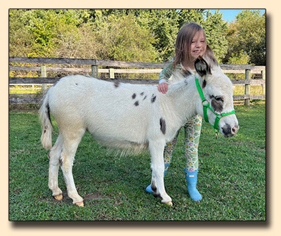 Spotted Miniature Donkey For Sale