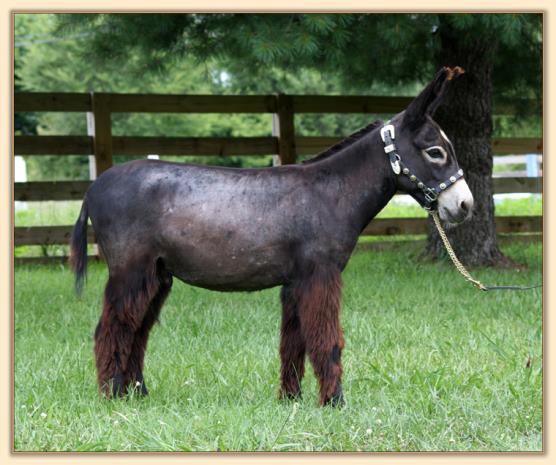 HHAA Presto, black miniature donkey gelding with large star