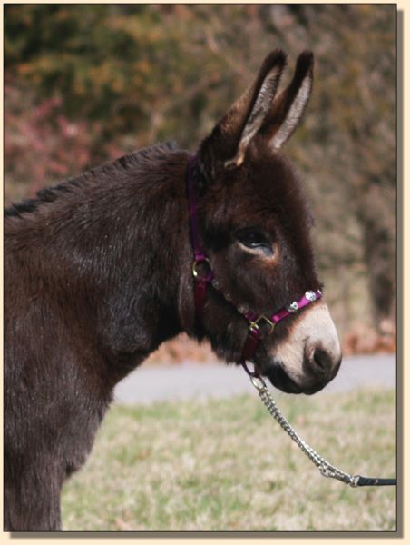 Lazy J Elvira, National Champion Miniature Donkey Jennet at Half Ass Acres.