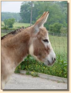 Click photo of miniature donkey to enlarge image