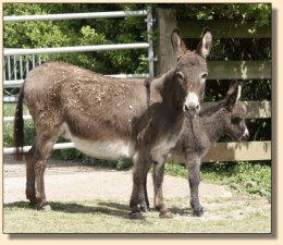 Critter Haven Farm Applause