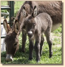 Critter Haven Farm Applause