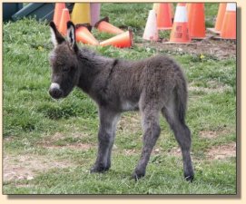 Critter Haven Farm Applause