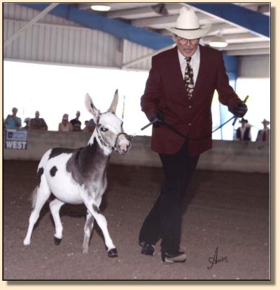 King of Bling showing at the National Miniature Donkey  Association  2006 Nationals 