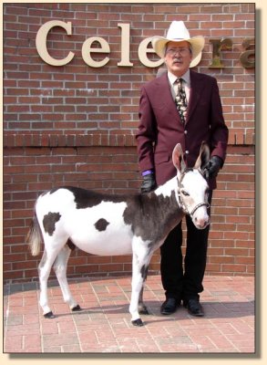 King of Bling showing at the National Miniature Donkey  Association  2006 Nationals 