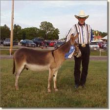 My World Cinnamon & Joe Haworth winning Geldings at Halter!