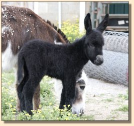 Half Ass Acres Hula Hoop ~ Black Jennet 6 hours old!