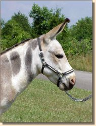 Miniature Donkey Herd Sire, Indiana Jones