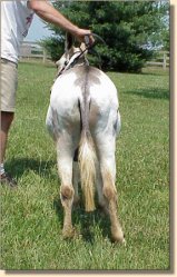 Miniature Donkey Herd Sire, Indiana Jones