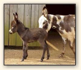 HAA Mahogany Mojo, chocolate brown miniature donkey jack!!