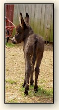 HAA Mahogany Mojo, chocolate brown miniature donkey jack!!