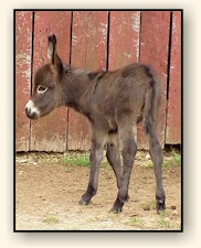 HAA Mahogany Mojo, chocolate brown miniature donkey jack!!