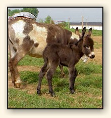 HAA Mahogany Mojo, chocolate brown miniature donkey jack!!