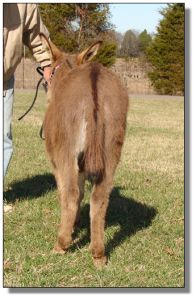 Click photo of miniature donkey to enlarge image