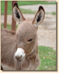 A Walk in the Park, aka Parker, miniature donkey gelding prospect