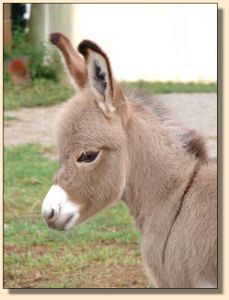 A Walk in the Park, aka Parker, miniature donkey gelding prospect