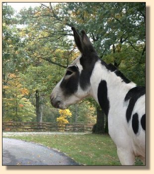 MGF Primero, Black & White Spotted Miniature Donkey Herd Sire