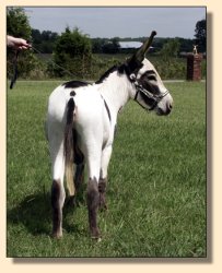 MGF Primero, Black & White Spotted Miniature Donkey Herd Sire