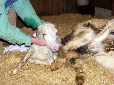 Birth of miniature donkey black & white spotted jack!!