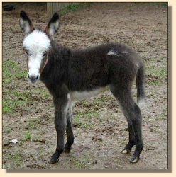 Wee Ones Farm Shaney