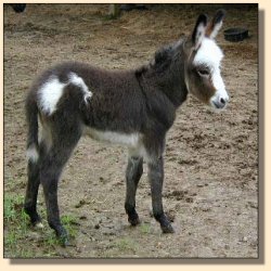 Wee Ones Farm Shaney