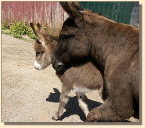 miniature donkey