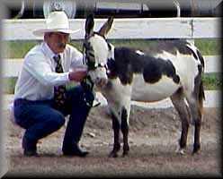 miniature donkey Alanis