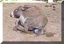  Miniature Donkey Dixie Chick's birth