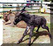 Miniature Donkey Dixie Chick's birth