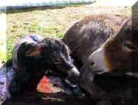 Miniature Donkey Dixie Chick's birth