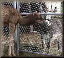 miniature donkey homer