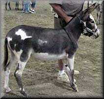 miniature donkey Stormy