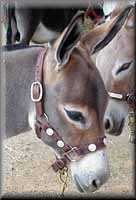 miniature donkey Tinker